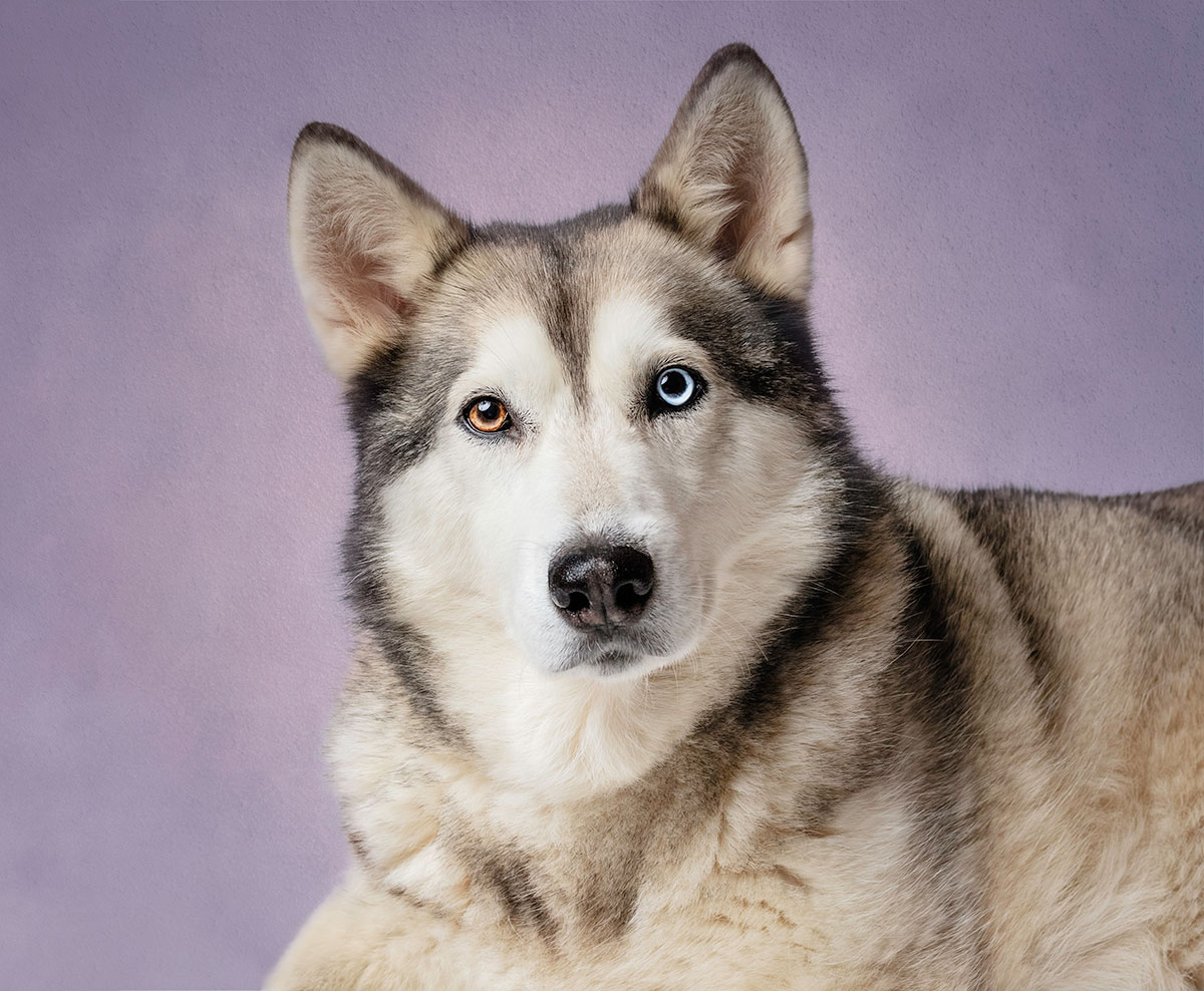 Husky x Malamute dog with heterochromia, with a purple background having an indoor pet photography session with Dawn Hilton Photography in Melton Mowbray, Leicestershire