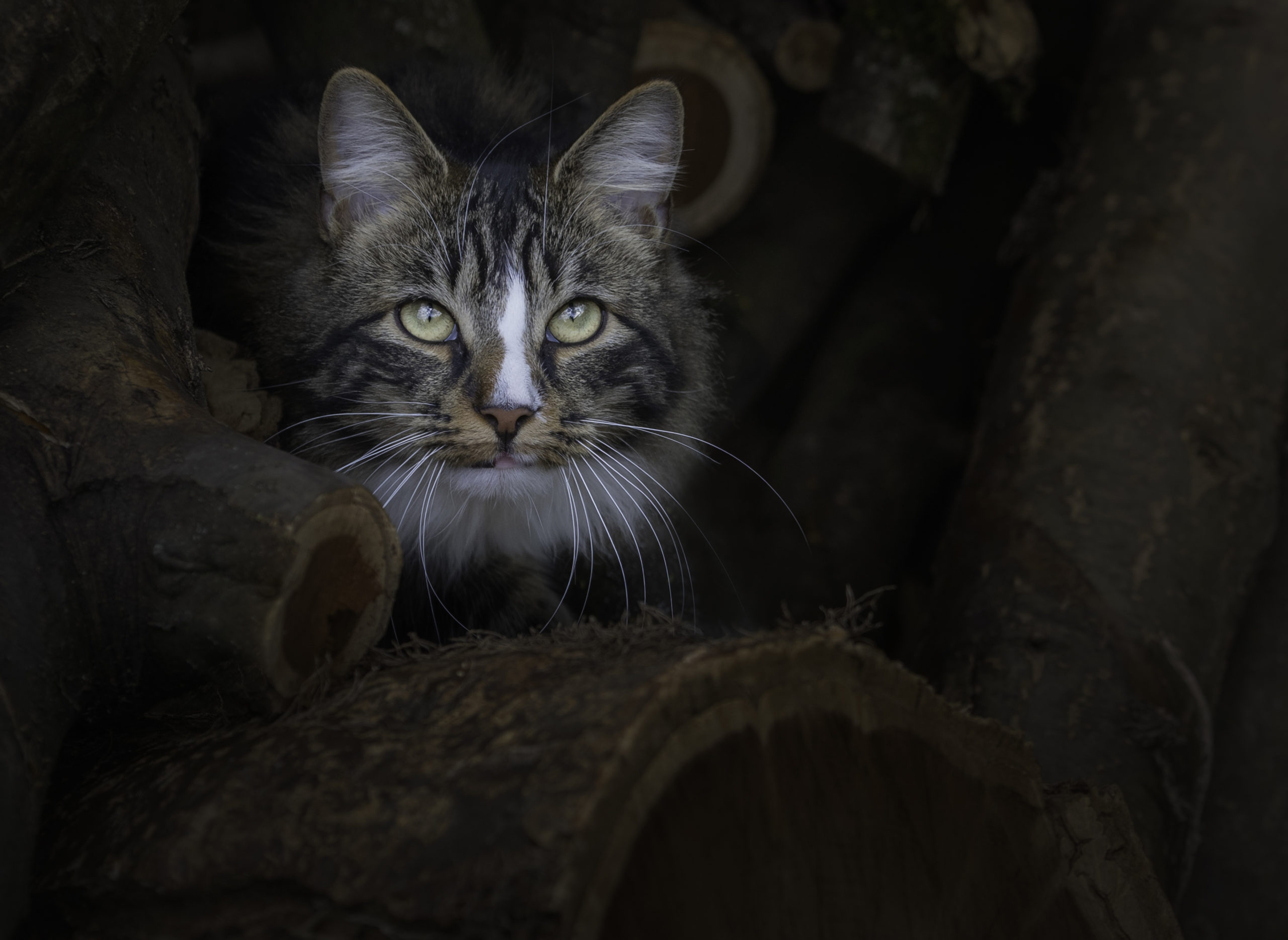 Maine Coon Cats face looking out of a pile of logs, having an outdoor photography session with Dawn Hilton Photography in Melton Mowbray, Leicestershire