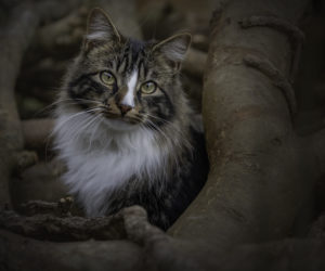 Maine Coon Cat sitting on some logs, having an outdoor woodland pet photography session with Dawn Hilton Photography, based in Melton Mowbray, Leicestershire