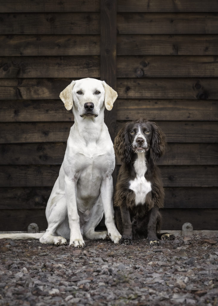 Yellow Labrador Retriever and a Brown Springer Spaniel, sat together in front of a brown shed wall, having an outdoor pet photography session with Dawn Hilton Photography, based in Melton Mowbray, Leicestershire