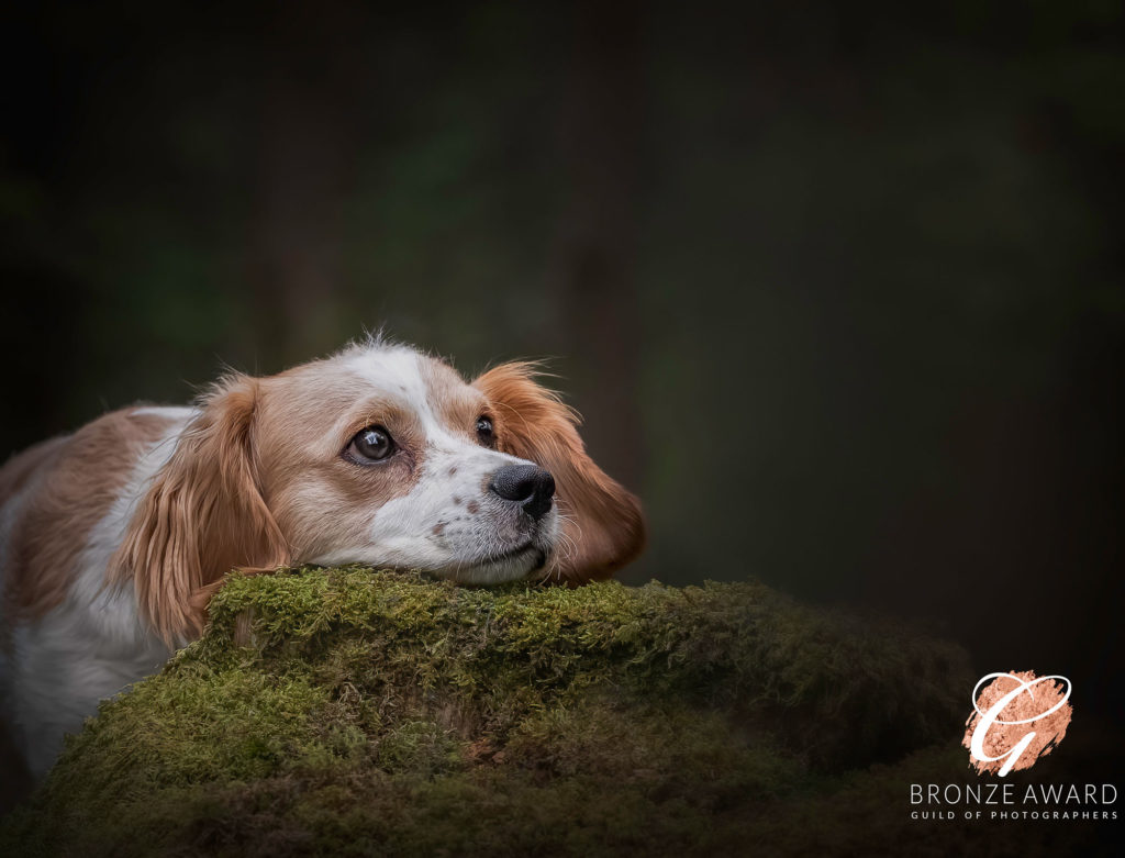 Dog having an outdoor woodland pet photography session with Dawn Hilton Photography, based in Melton Mowbray, Leicestershire