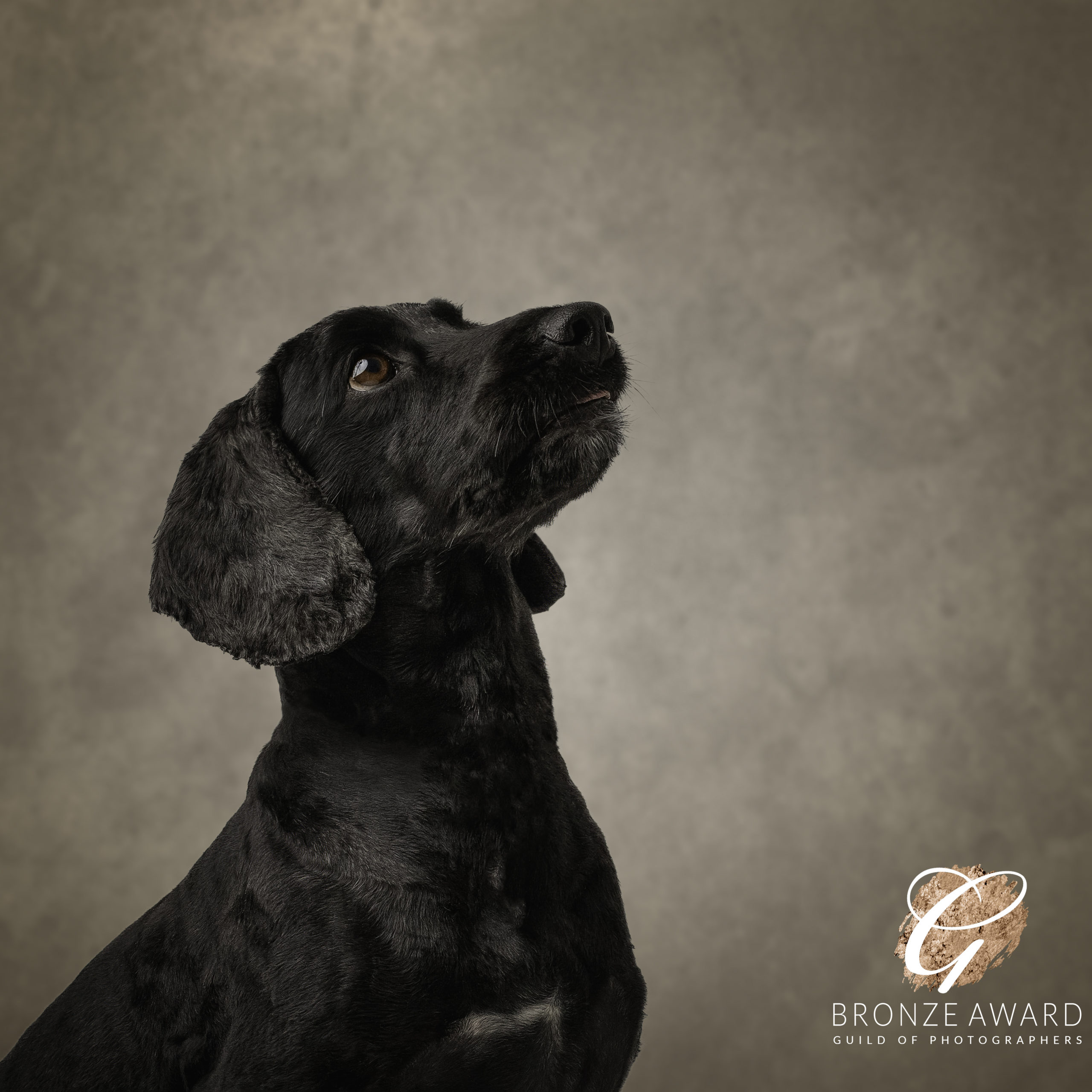 Gun Dog having a studio pet photography session with Dawn Hilton Photography, based in Melton Mowbray, Leicestershire