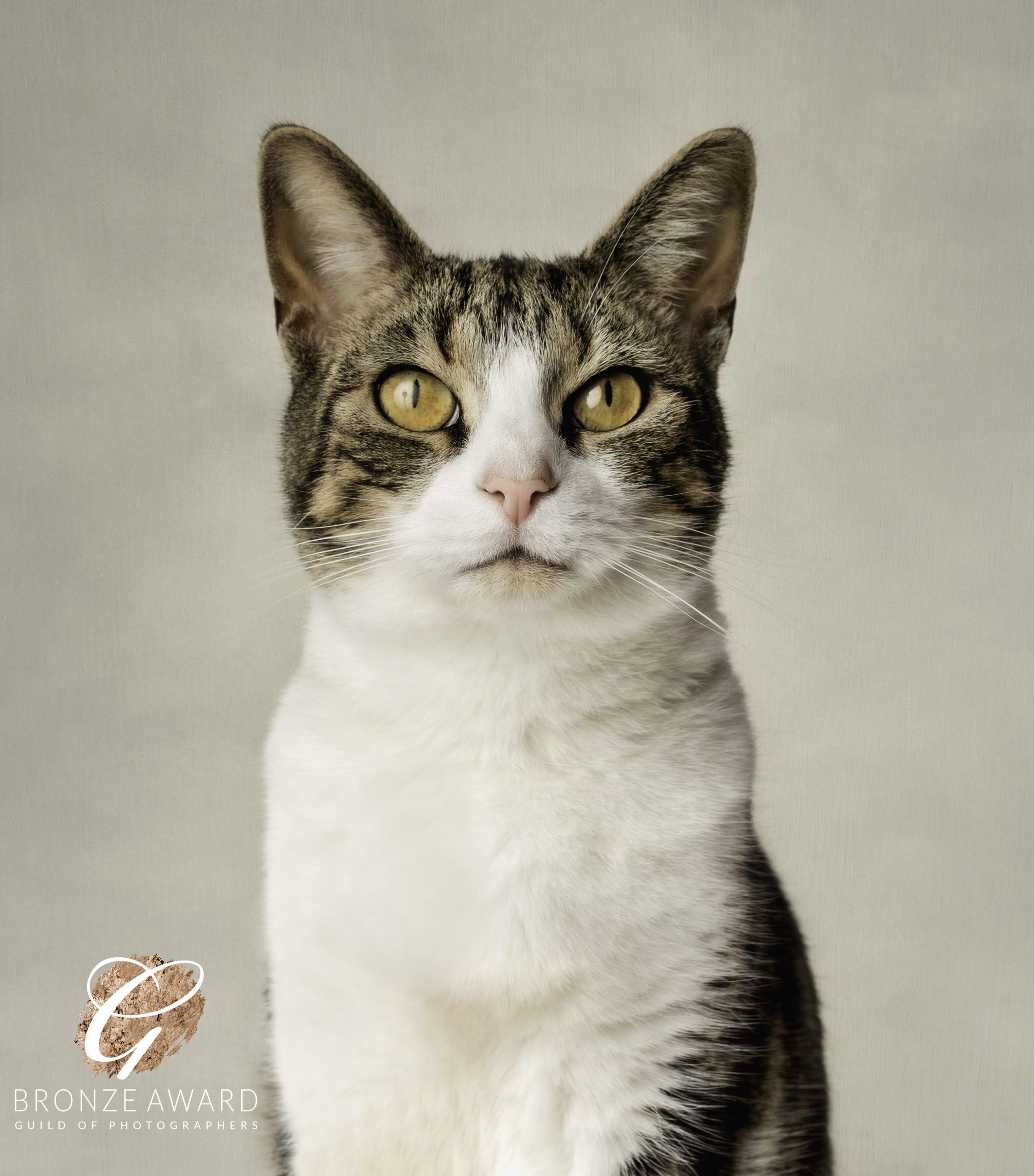 Tabby Cat having a studio photography session with Dawn Hilton Photography, Melton Mowbray, Leicestershire
