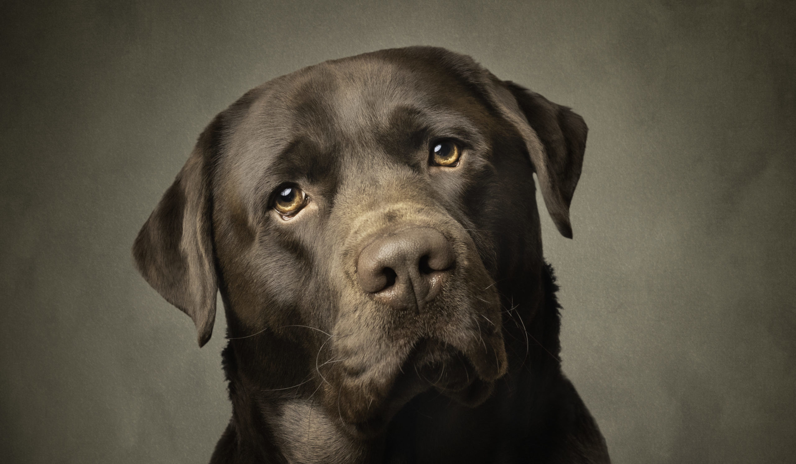 Gun Dog Chocolate Labrador dog having a studio pet photography session with Dawn Hilton Photography, based in Melton Mowbray, Leicestershire